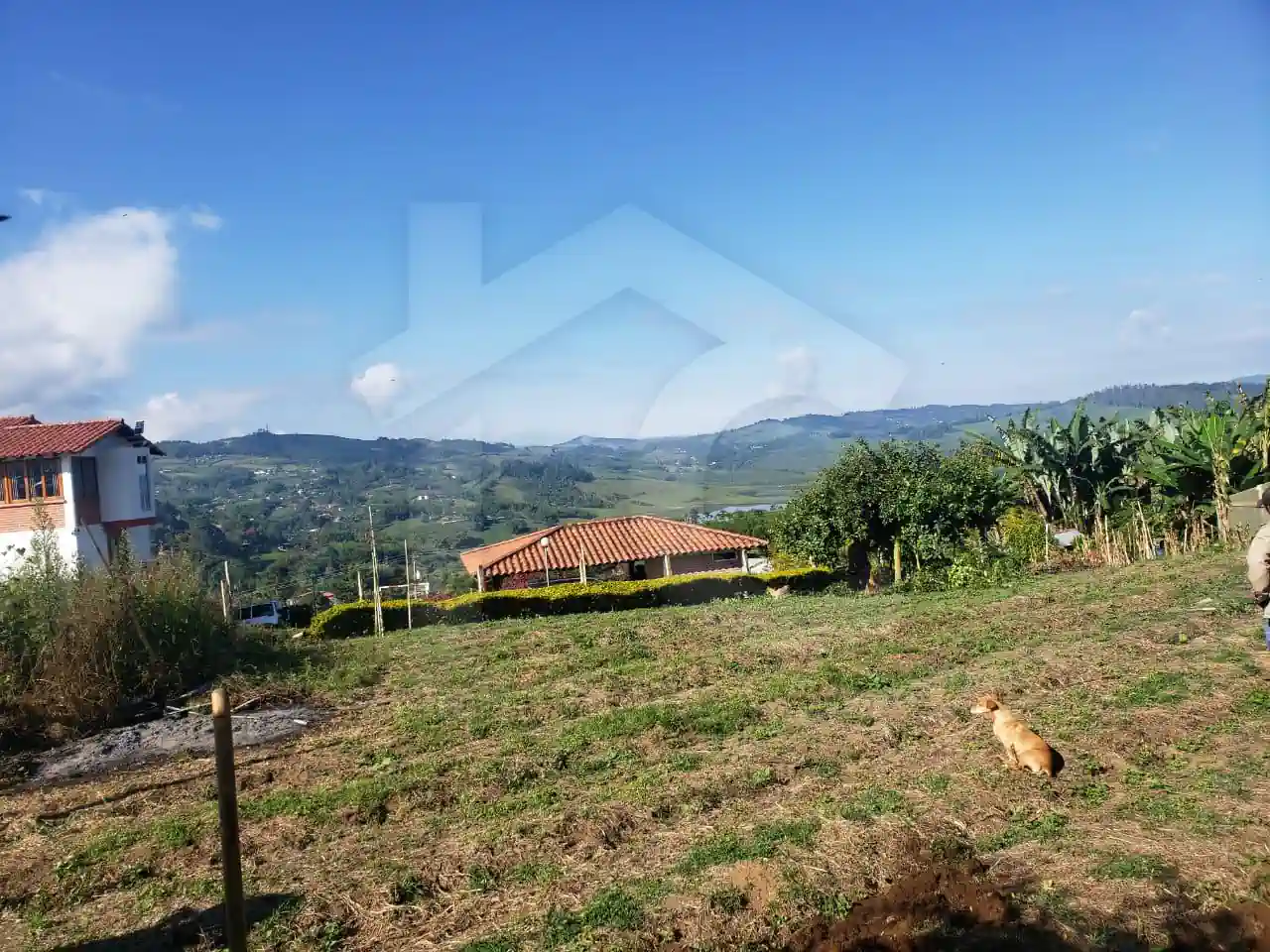 palo negro Jiguales yotoco